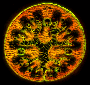 Beachgrass_297_Px.gif