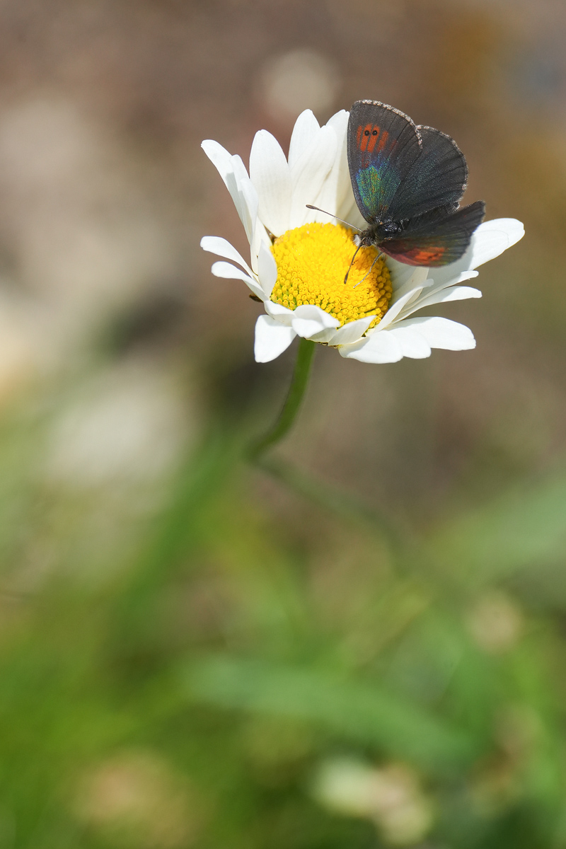 DSC01932Schweizer Schillernder Mohrenfalter (Erebia tyndarus)-topaz-sharpen.d.kl.jpg