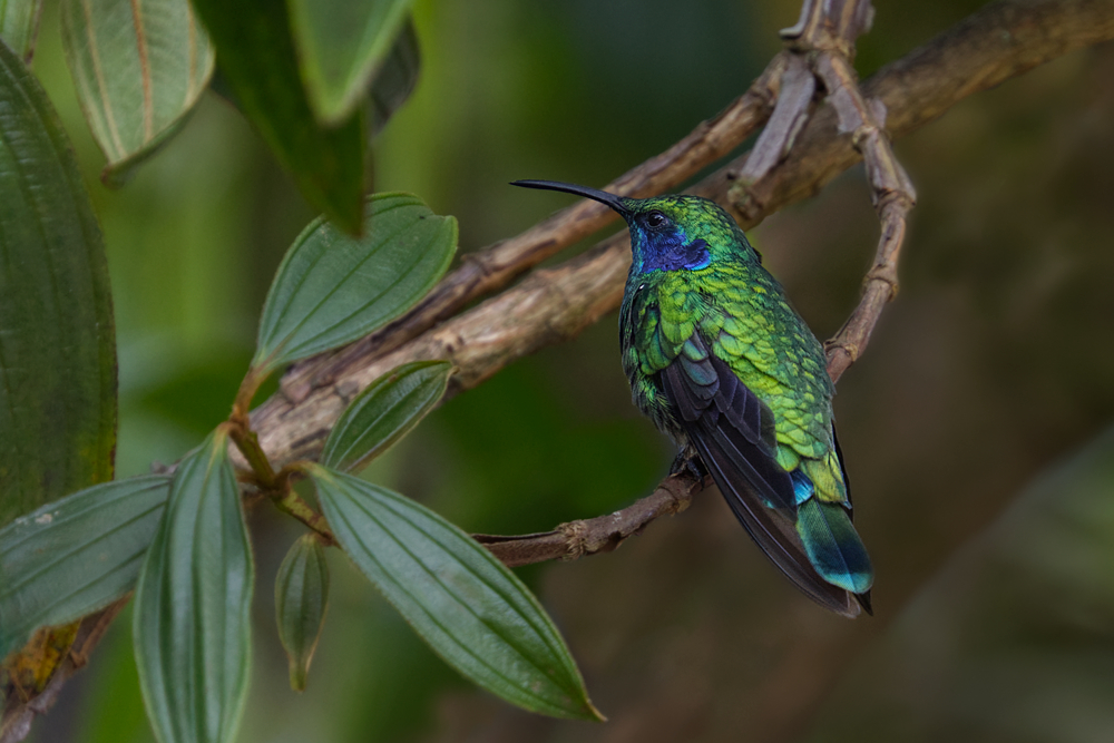 _R5A0439_1000_Bergveilchenohrkolibri.jpg