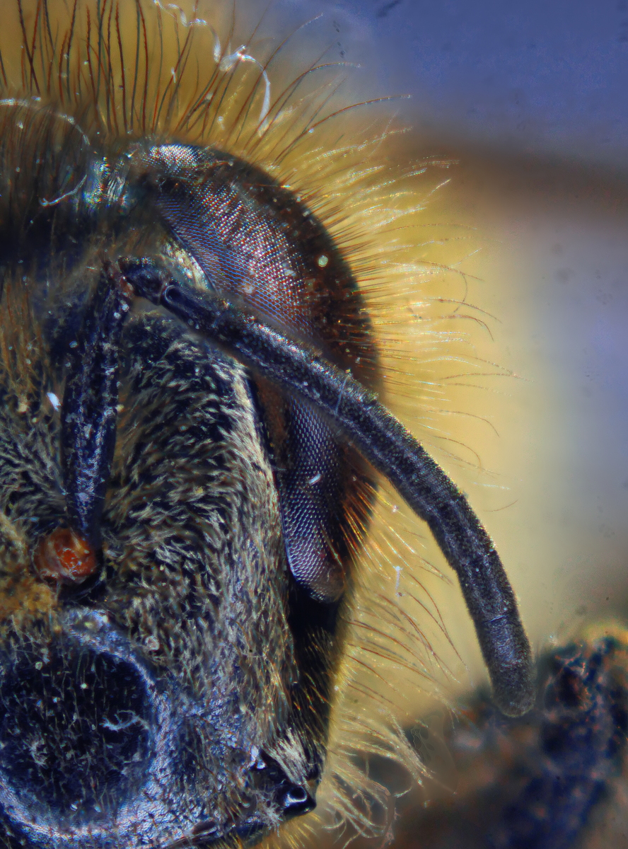 Honigbiene (Apis mellifera) Serie 25 257 bis 332 Focus.jpg