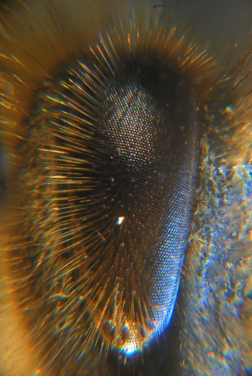 Honigbiene (Apis mellifera) Serie 02 227 bis 251 Focus.jpg