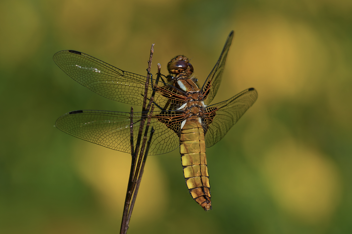 3C3A0064_DxOklein.jpg