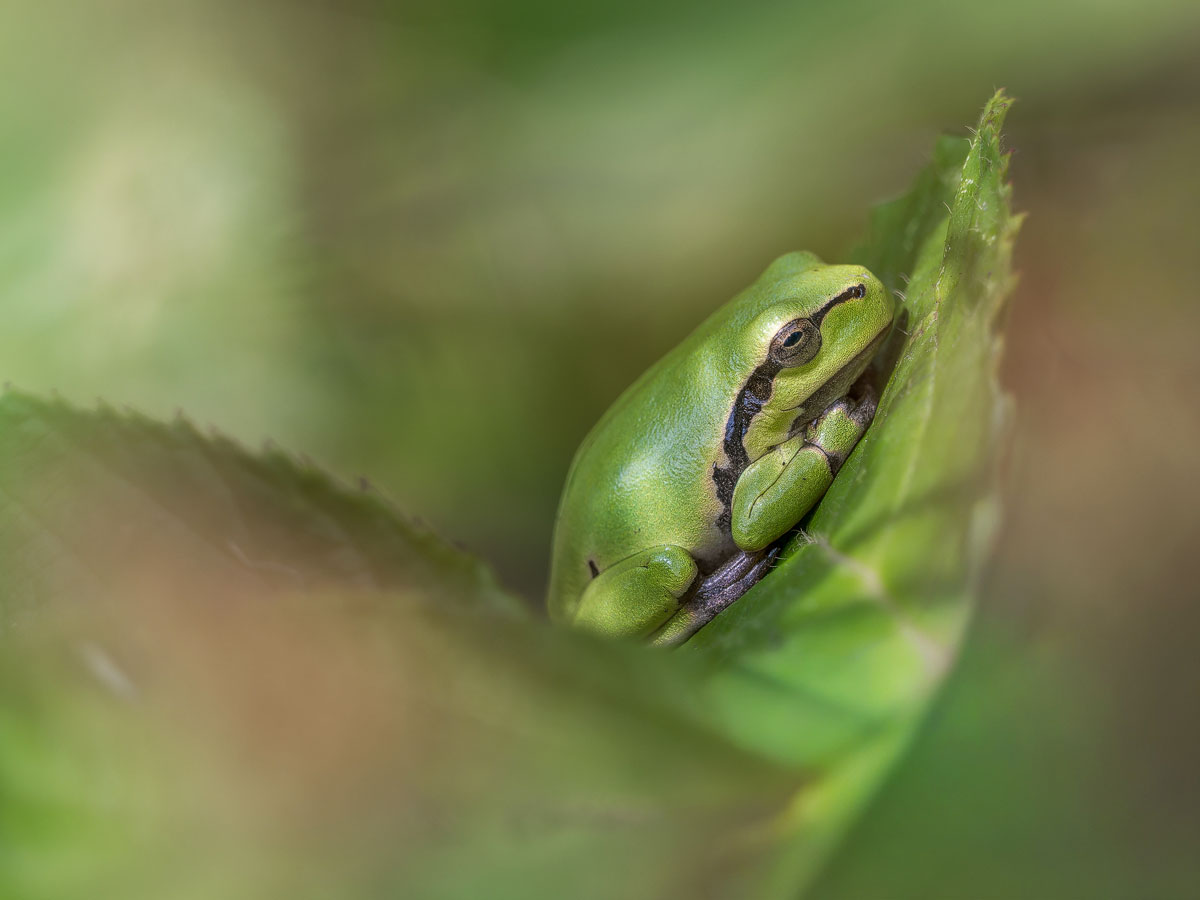 Laubfrosch.jpg