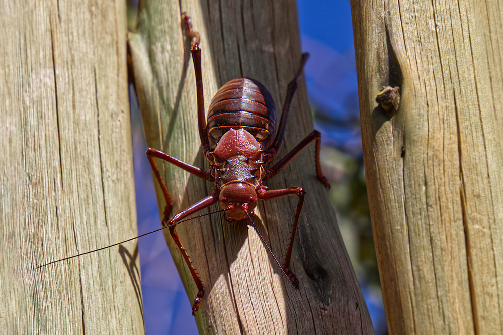 _R5A9897_1000_Bushmans_Corncricket.jpg