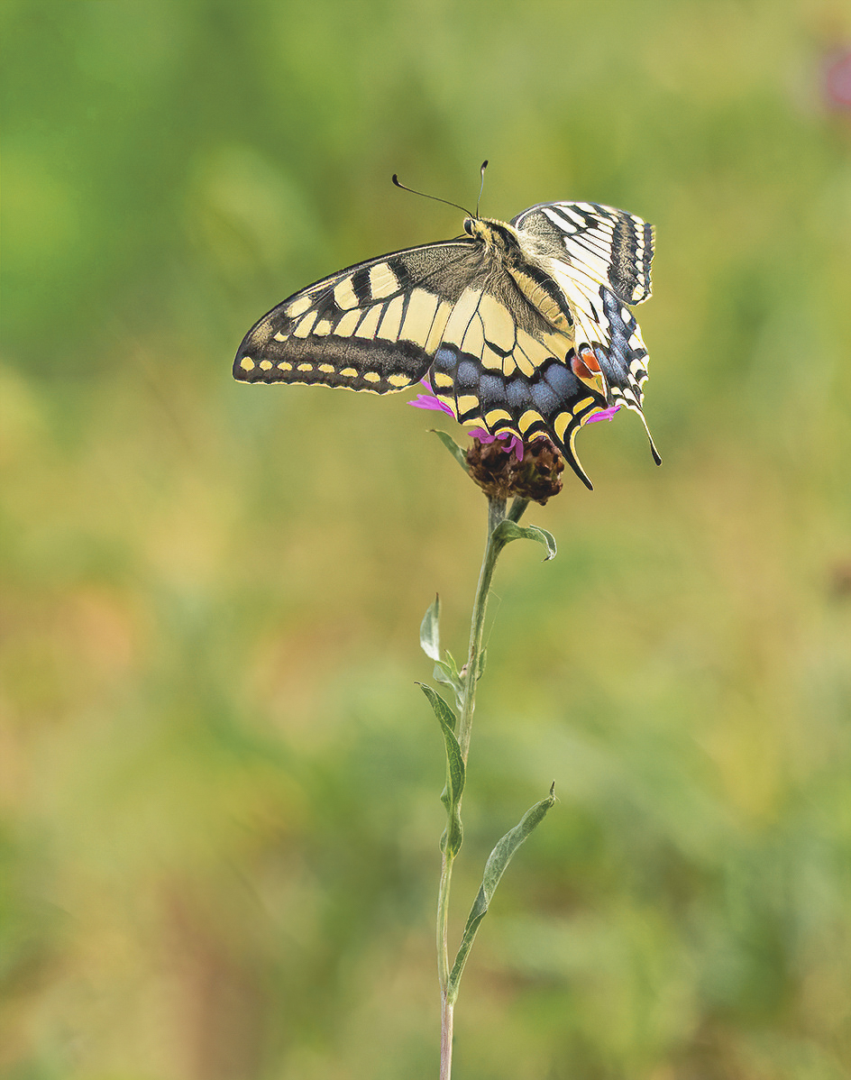 P8070450NP-2.jpg