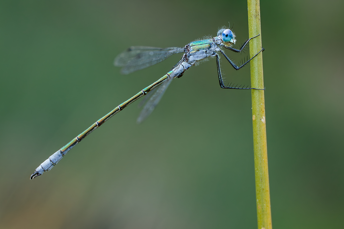 3C3A4248_DxOklein.jpg