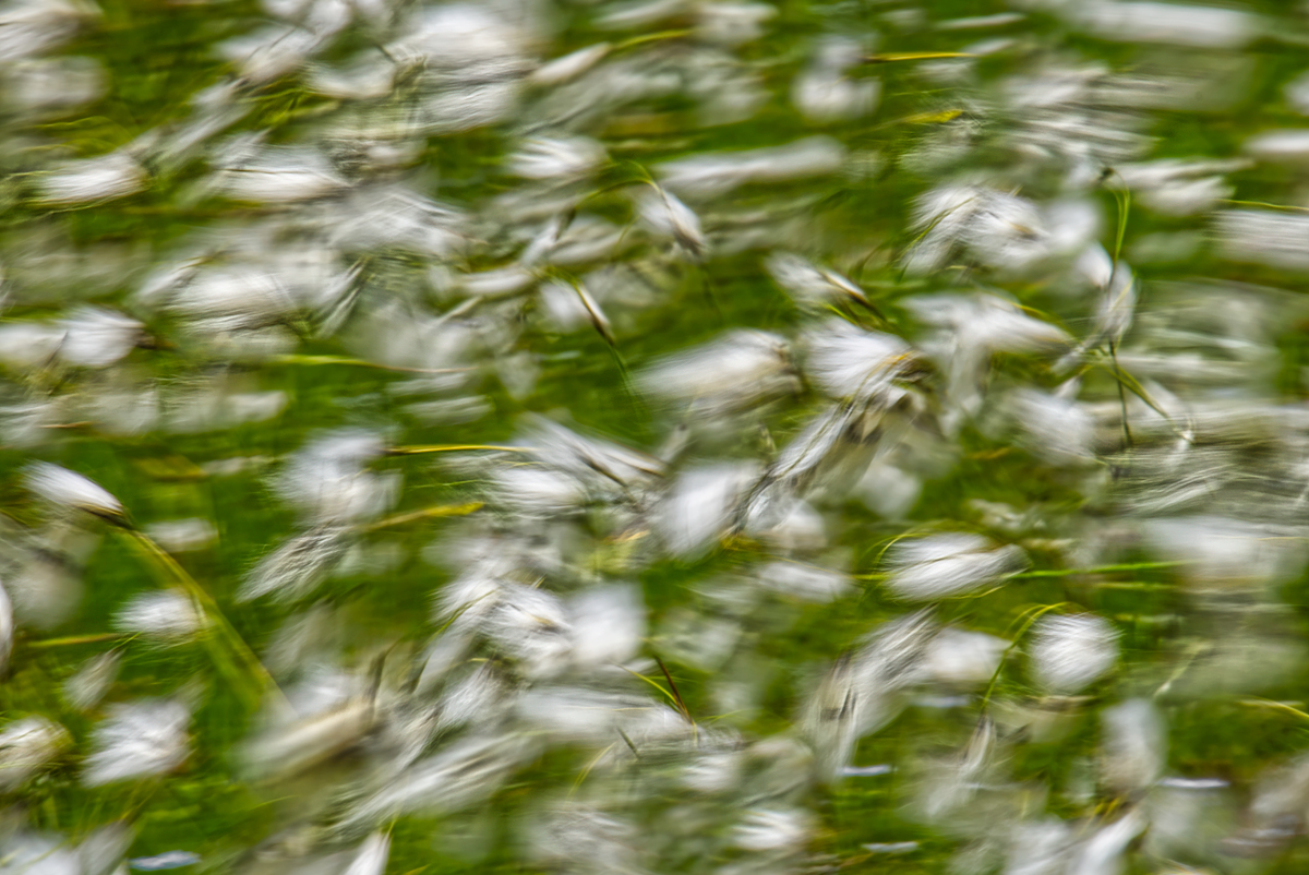 _MG_5469_1200_Wollgraswischer.jpg