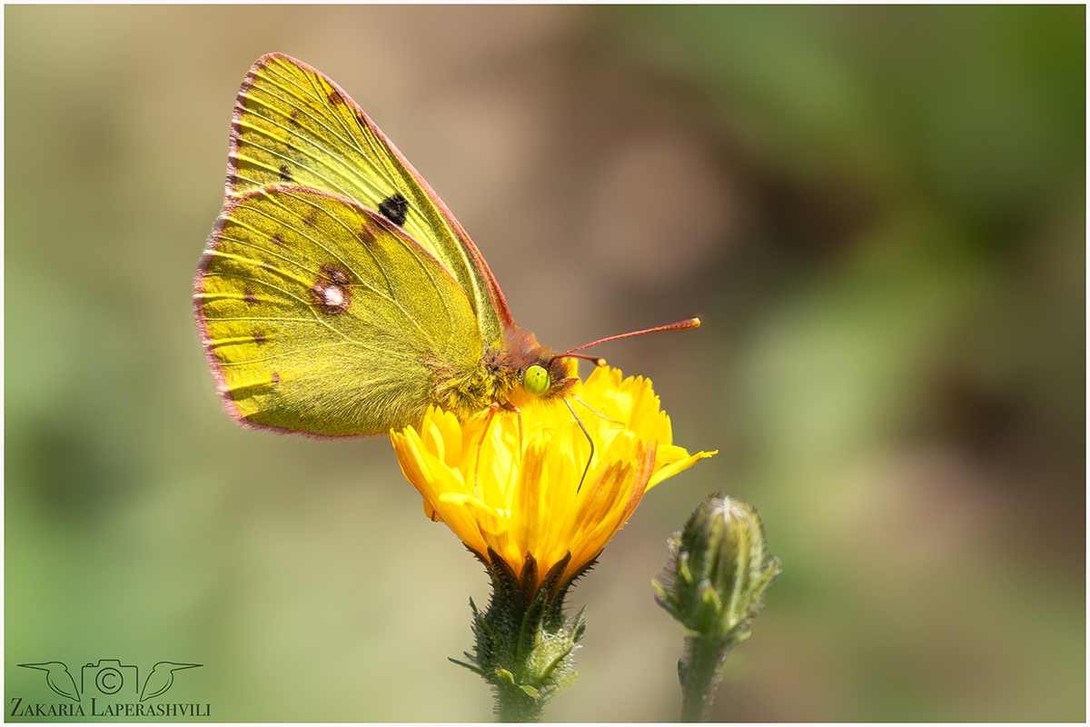 A74_Hufeisenklee-Gelbling_1_Sig_Forum.jpg