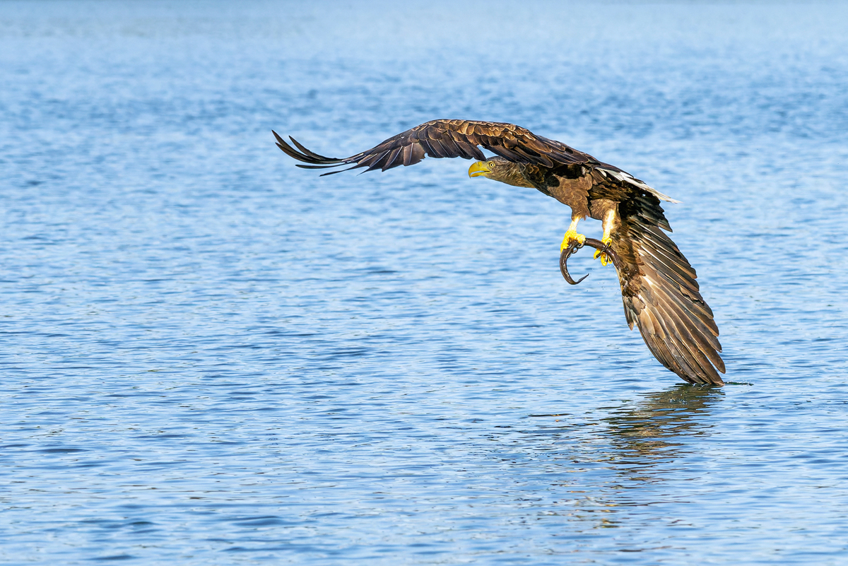 Seeadler 260809 01 forum.jpg