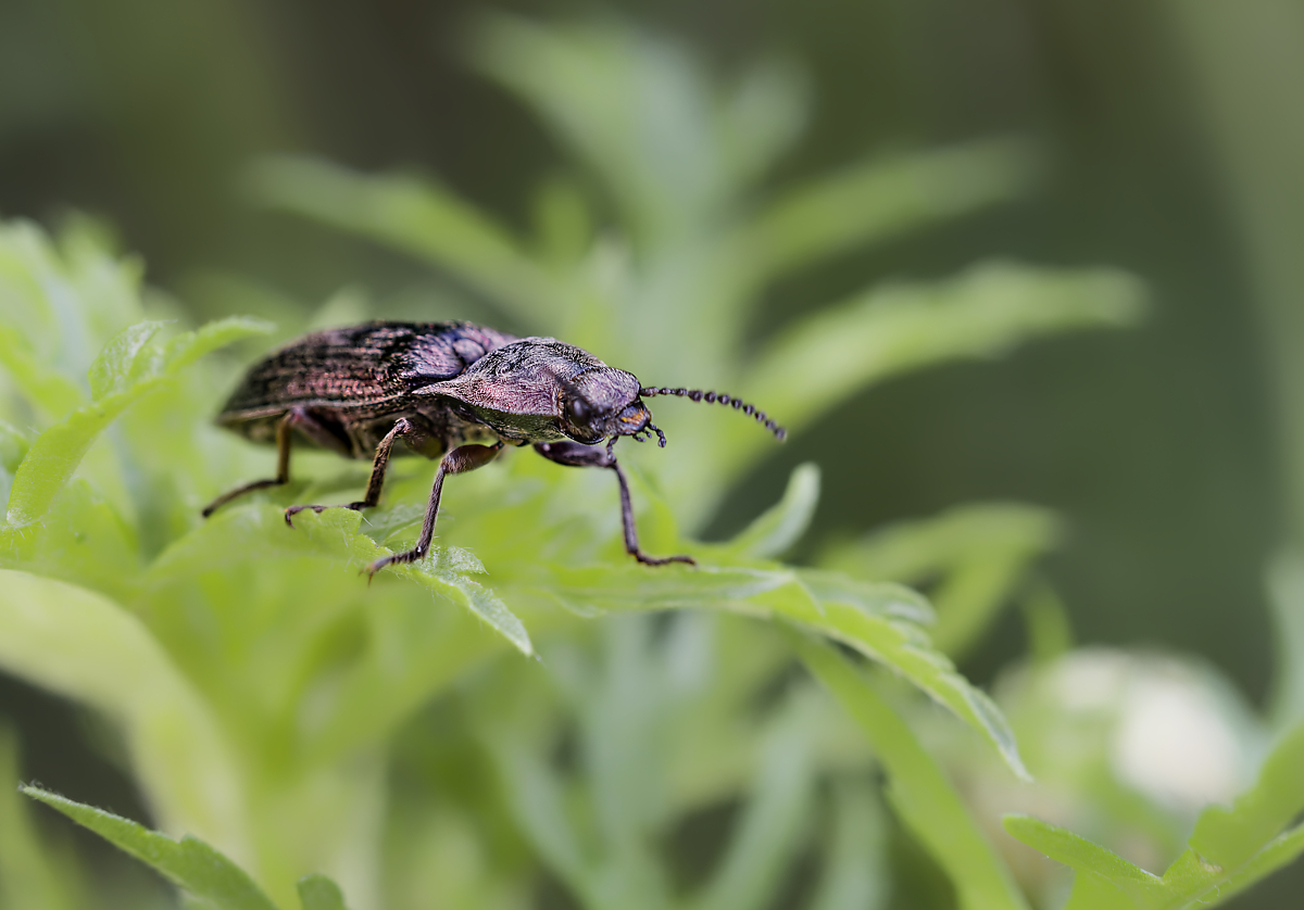 Agriotes sp. 3.jpg
