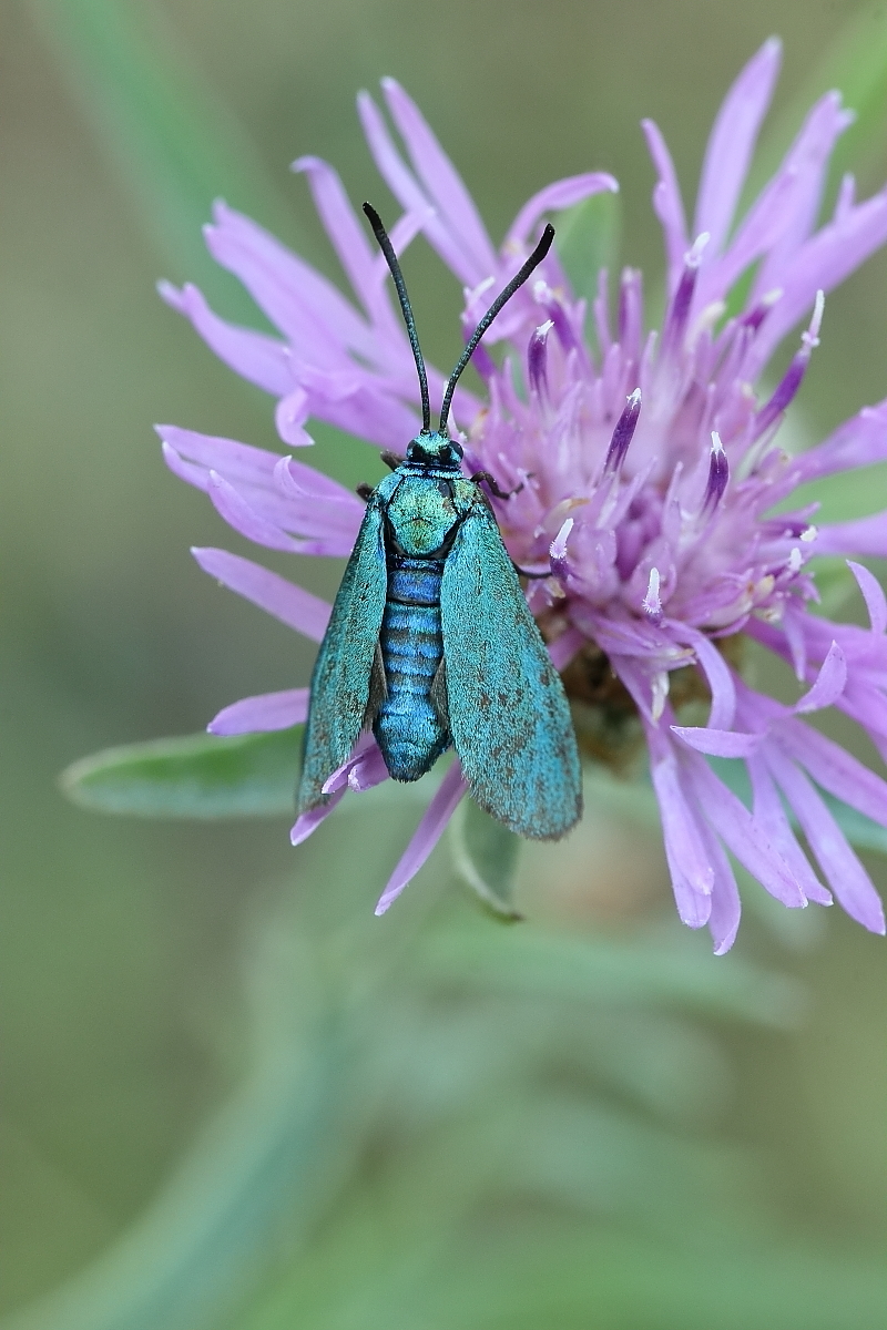 IMG_5852_rs.JPG