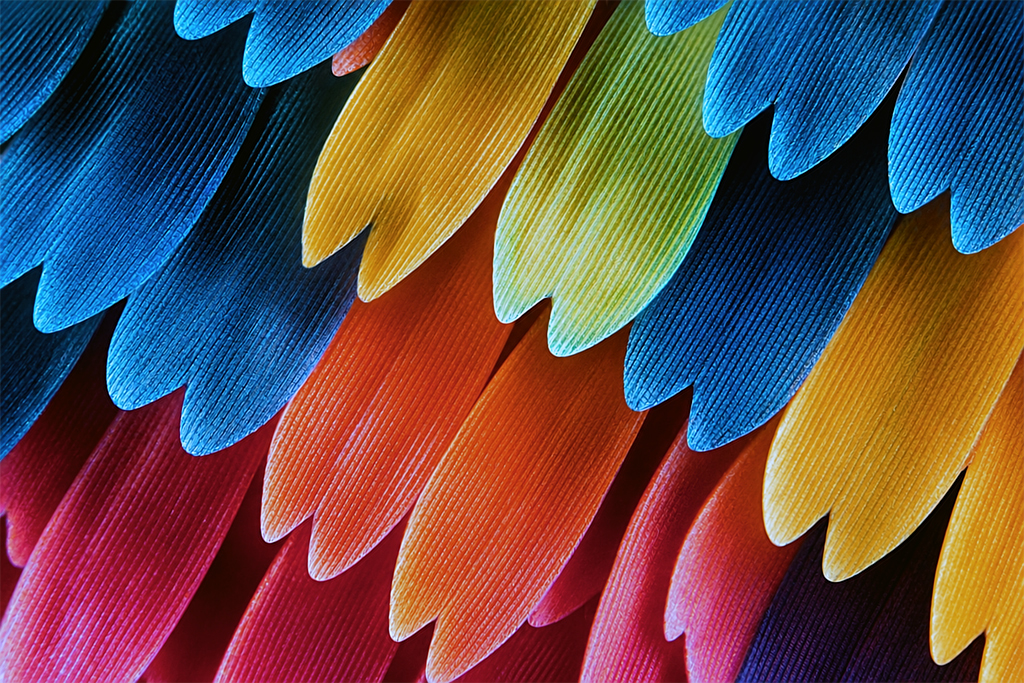 wing_scales_1024.jpg