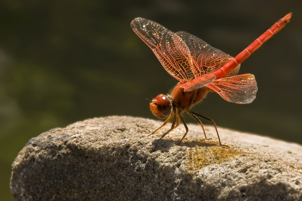 Outjo-Gleitlibelle-Libellulidae.jpg