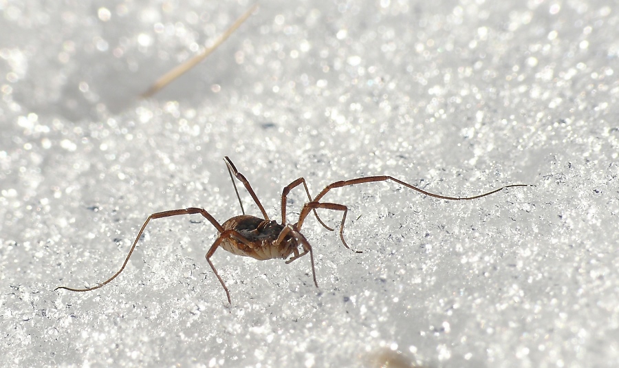Spinne im Schnee.jpg