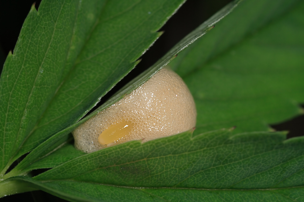 Wurmloh Juli 07 Chrybra FH 005 Kopie.jpg