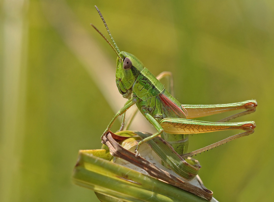 kleine_goldschrecke_249.jpg