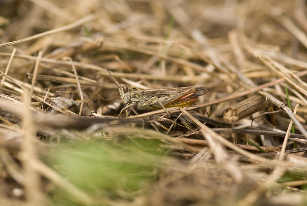 C_brunneus_DSC09848tarnenmf.jpg