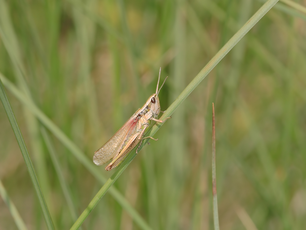 Zeidlmoos Juli 07 Chrybra FH 045 Kopie.jpg