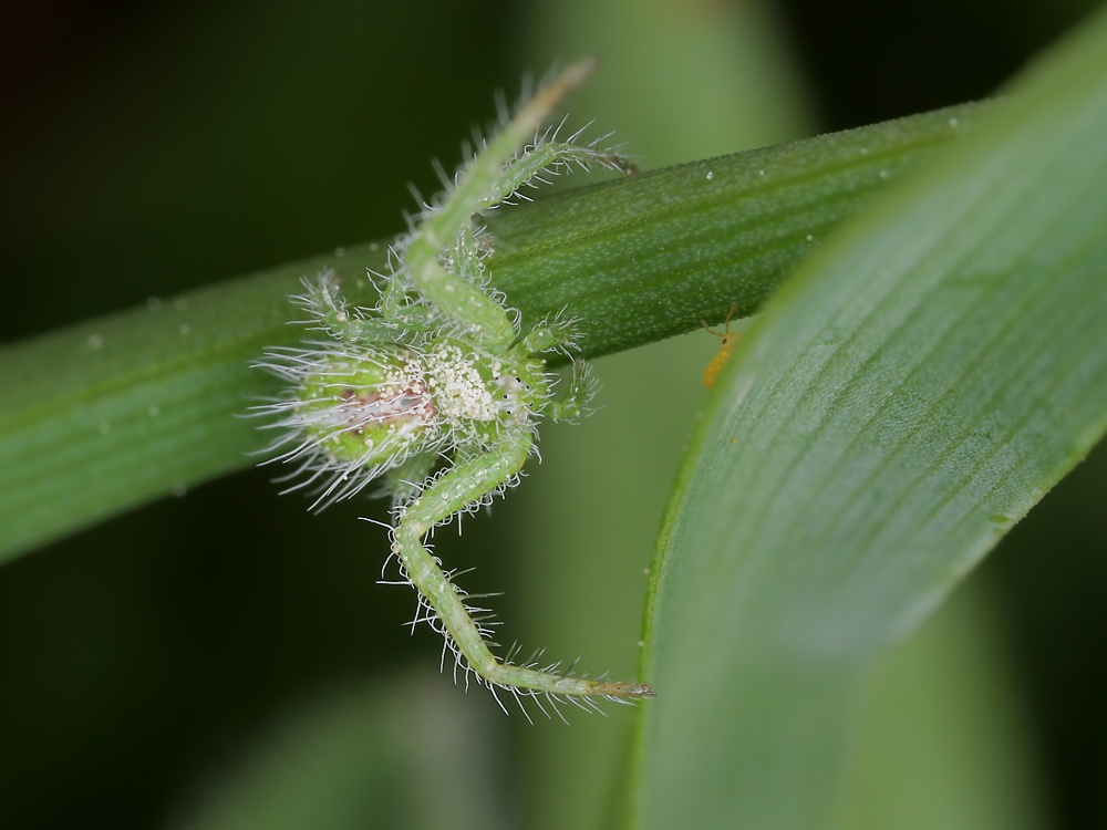 Jena Mai 08 Heriäus oblongus TH  060 Kopie.jpg