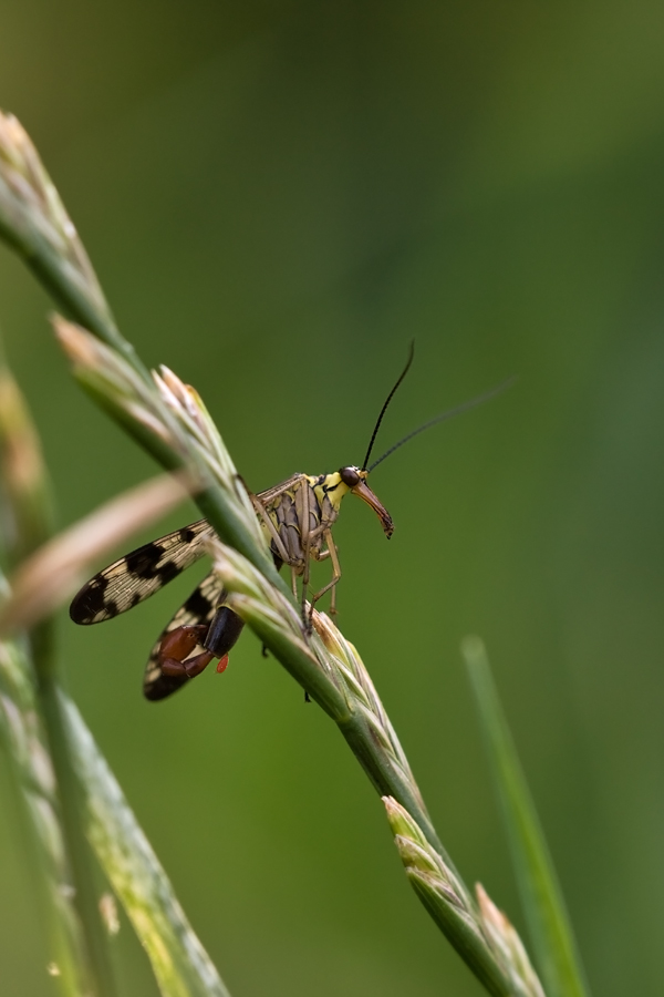 IMG_5086_5.0-1.80-200-Amoltener-Heide-Skorpionsfliege.jpg