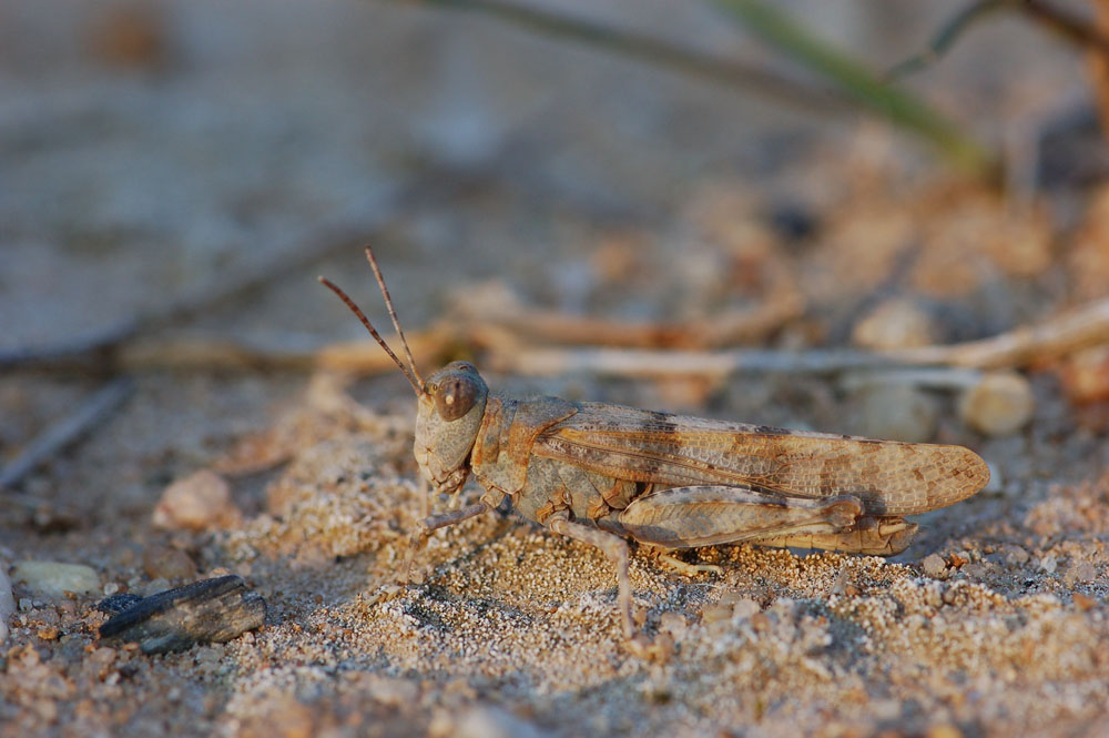 Sphingonotus caerulans - Blaufluegelige Sandschrecke - Maennchen01.jpg