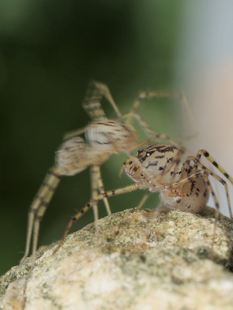 5  Scytodes thoracica SI 017 Kopie.jpg