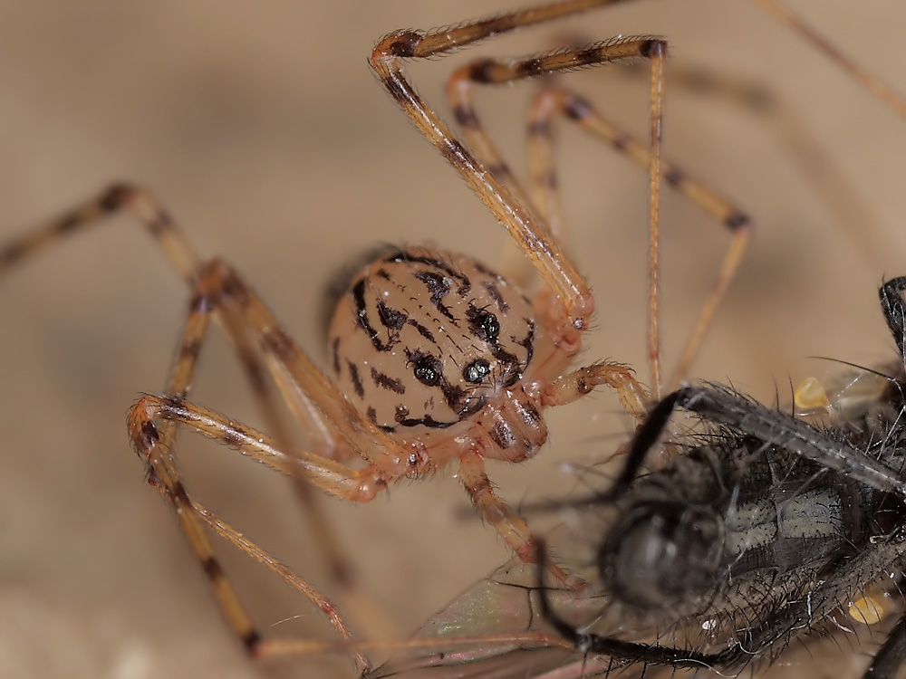 2  Scytodes thoracica SI 014 Kopie.jpg