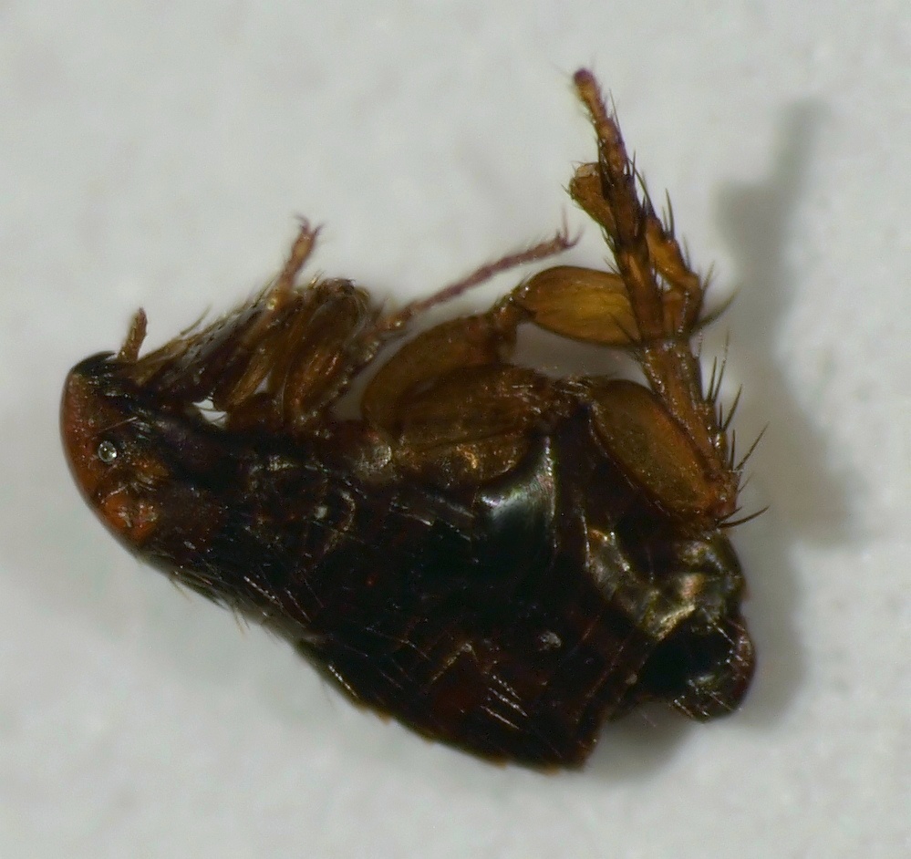 5ba_146.jpg