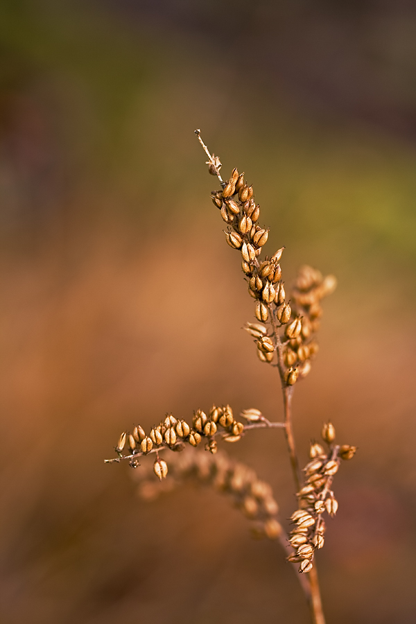 Aruncus-neu2.jpg