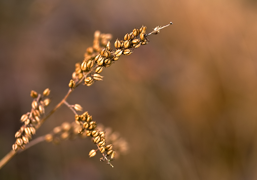 Aruncus-neu1.jpg