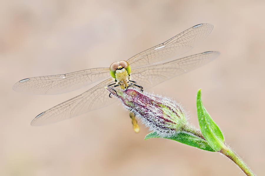 DSC_7344.jpg