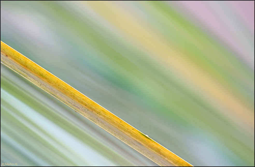 64.jpg