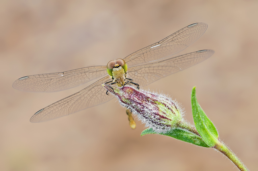 DSC_7344b.jpg