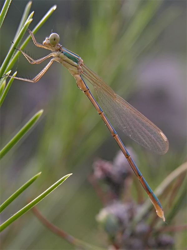 Lestes_barbarus_4.jpg