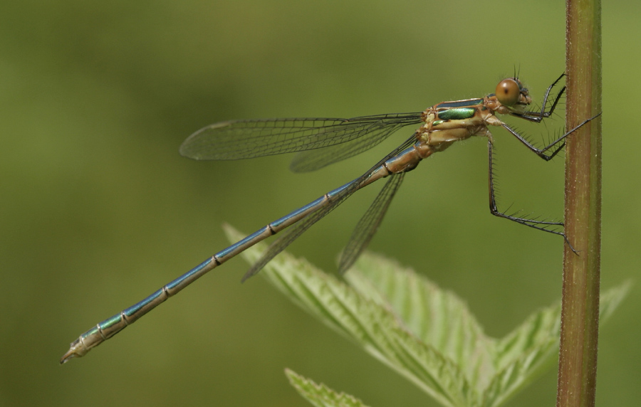 Lestes sponsa_argumentalis2.jpg