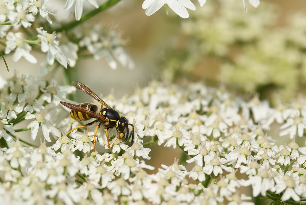 Paravespula-germanica_Wahle.jpg