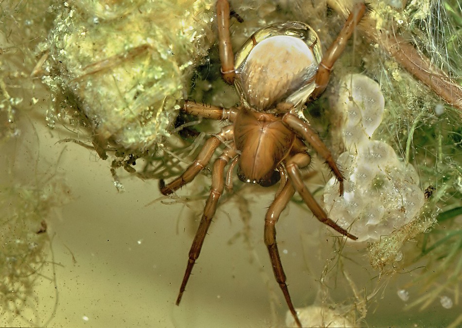 Wasserspinne.jpg