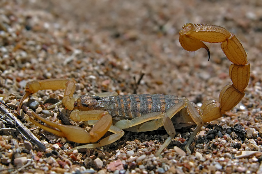 skorpion.jpg