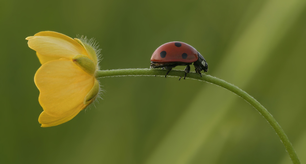 Marienkäfer_Butterblume_05MF.jpg