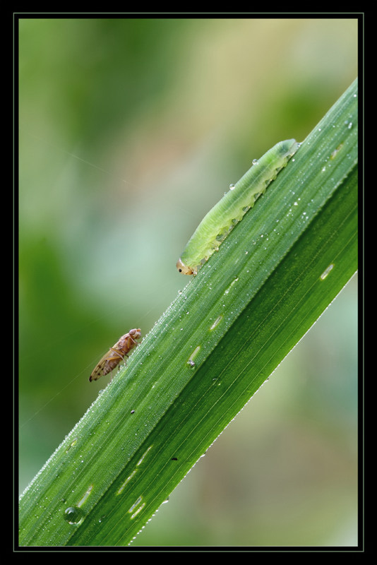 herpstschwatz_240906_filtered.jpg