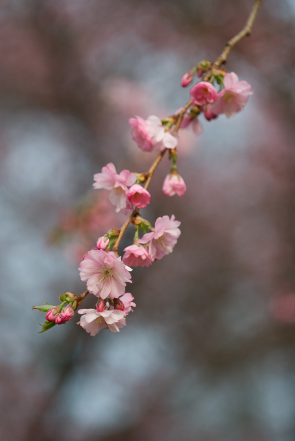 Blüten1.jpg
