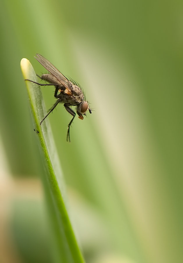 Fliege_090411_047_.jpg