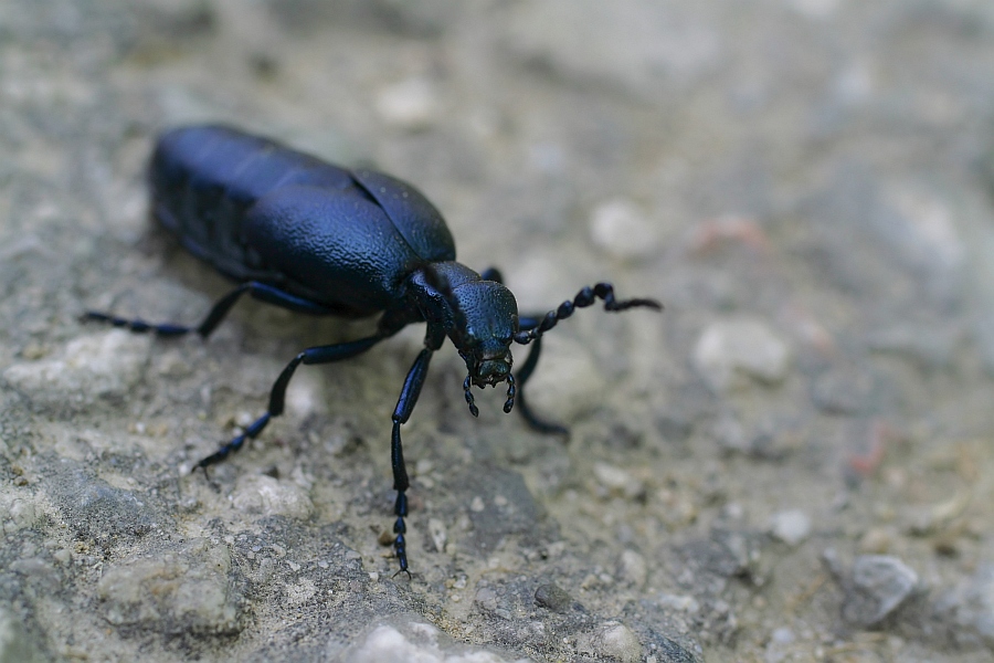 käfer01b12.jpg