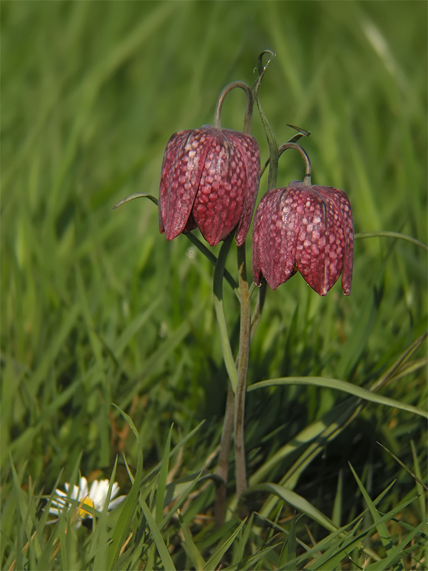 TS_Fritellaria_meleagris_05.jpg