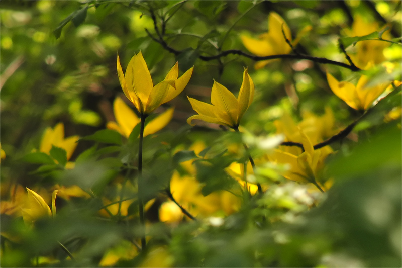 TS_Tulipa_sylvestris_06.jpg