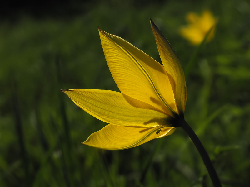 TS_Tulipa_sylvestris_01.jpg