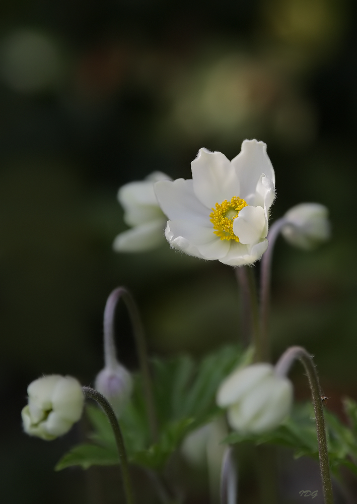 IMG_5D 24-105  Raynox DCR5320.jpg