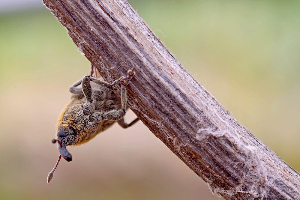 para macrogallery.jpg