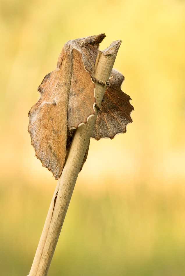 Kupferglucke-Gastropacha quercifolia.jpg