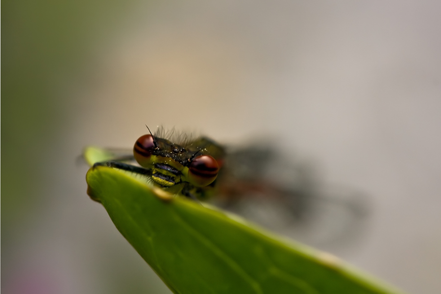 Libelle1.jpg
